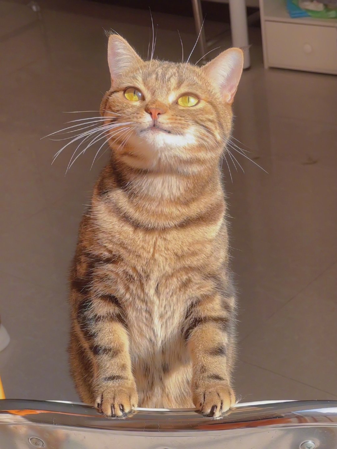 会发光的喵喵耶！美好的东西要分享，才能使美好加倍