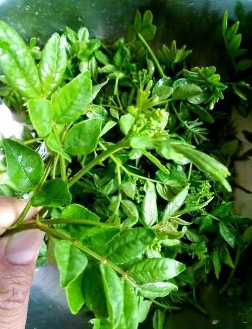 春天的花椒芽怎么吃？
春味打卡
花椒就吃得多了，花椒芽你吃过吗？
北京美食达人袁