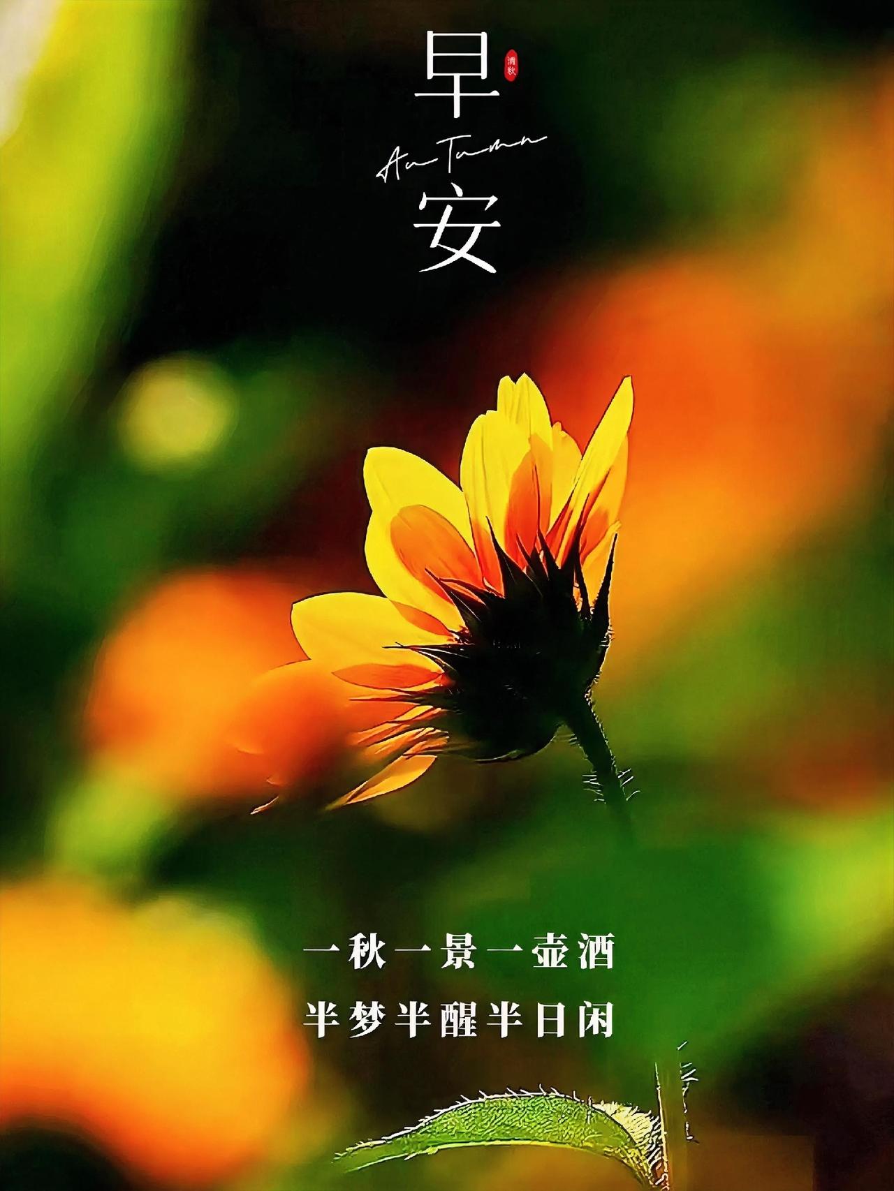 早安，晨曦暖阳，盛放暖花，将满园秋色尽数酿入梦中。