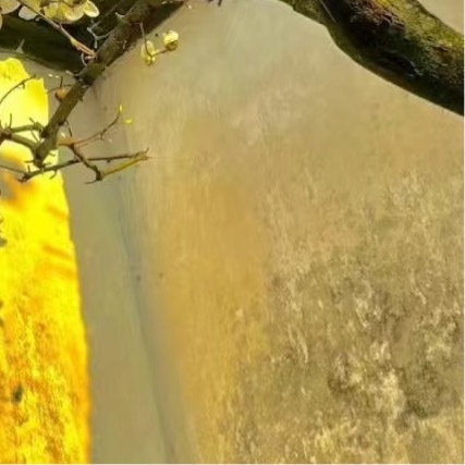 每日一善 真正决定一个人成就的也不是运气，而是严格的自律和高强度的付出成功的秘密