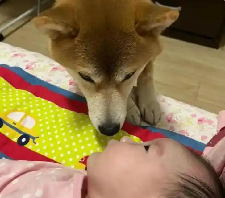 “悲剧还是发生了！”浙江一对年轻夫妇家里养了只狗，好多年了一直很乖。可最近刚生了
