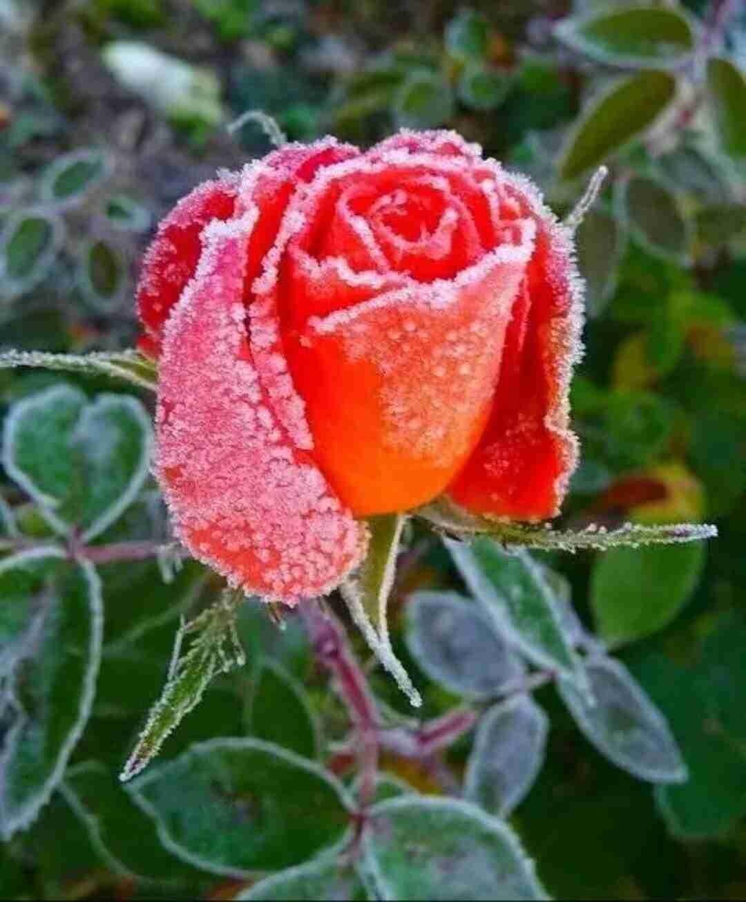 我的今日状态：😁轻松愉快
我这里的天气：多云转晴，气温：零下5℃至零下11℃很