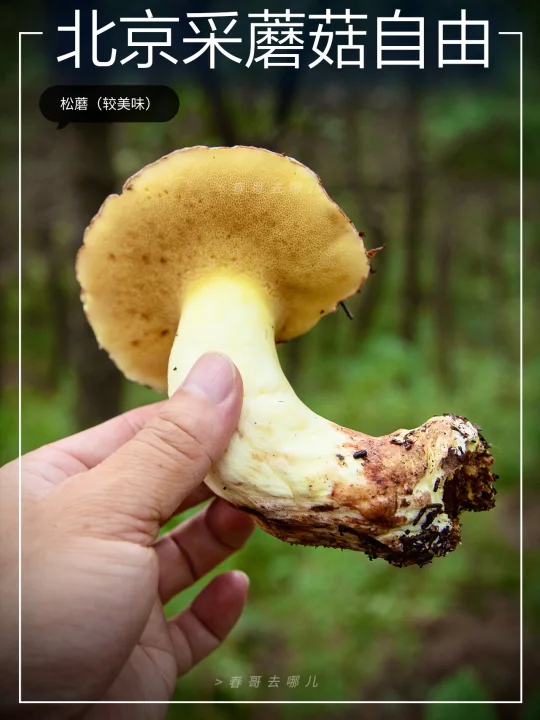 在延庆采蘑菇，采出了云南的爆筐感🍄‍🟫