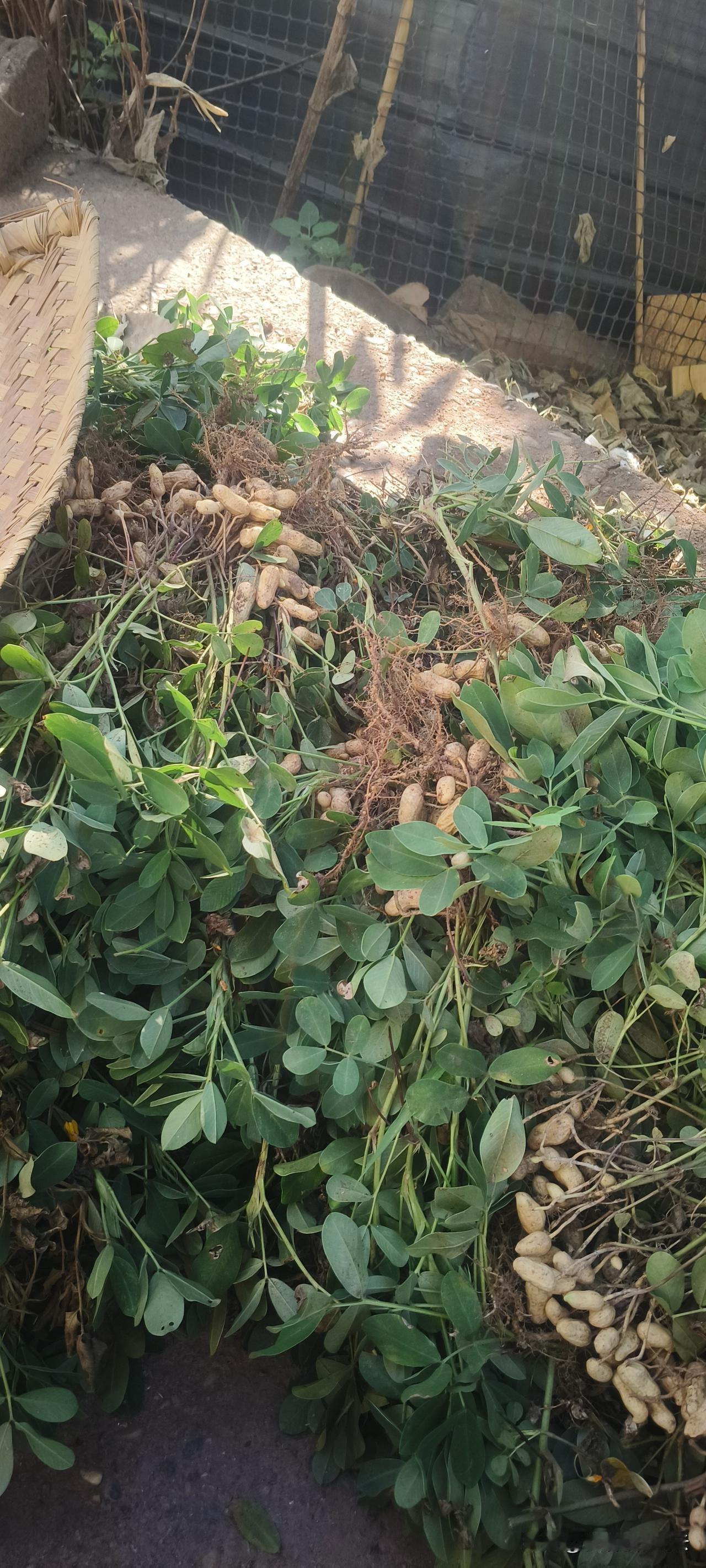 小时候经常吃煮的盐花生，那日子令人怀念，长大后煮盐花生吃得少了，主要生活改善了，