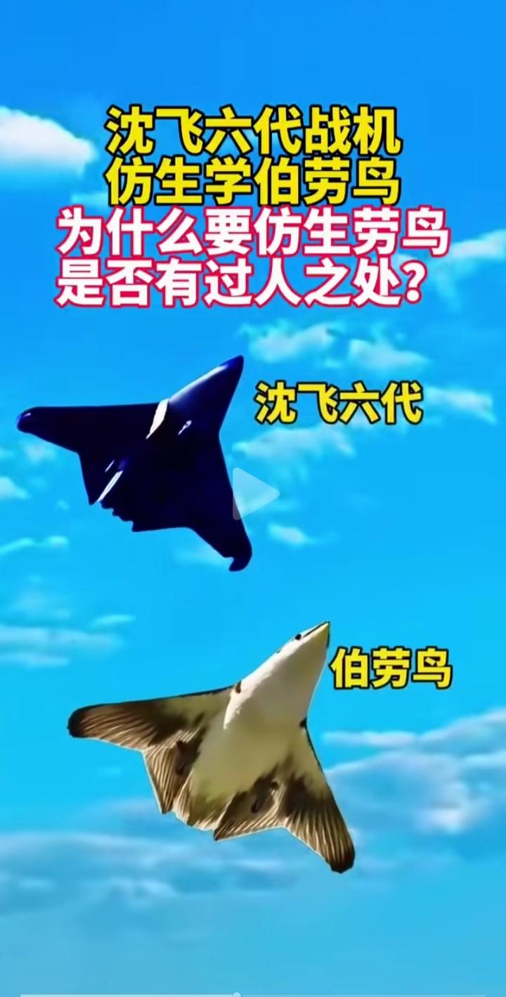 我去，沈飞设计师悟了！
看看沈飞六代机和伯劳鸟的外形！
“人法地，地法天，天法道