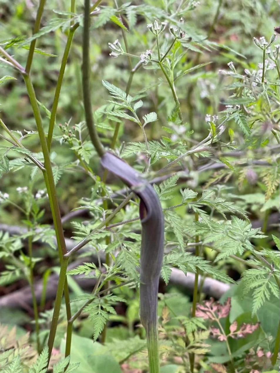 去山林游玩，刚开始看见吓我一跳，还以为是蛇，仔细一看是植物，这是什么植物？没看过