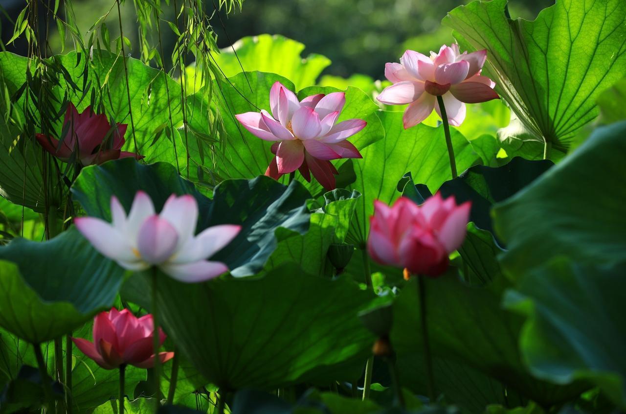 心情再差，也不要写在脸上，因为没有人喜欢看；日子再穷，也不要挂在嘴边，因为没有人