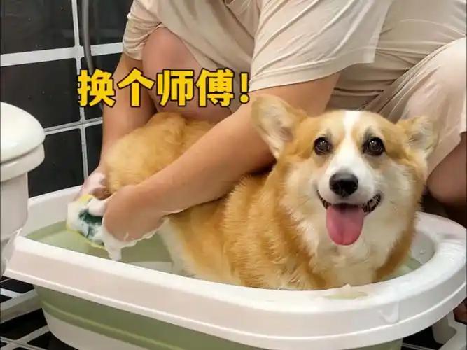 一位社会学教授曾直言不讳地批评道：从根本上看，宠物经济实为一种颓废型经济，它带来