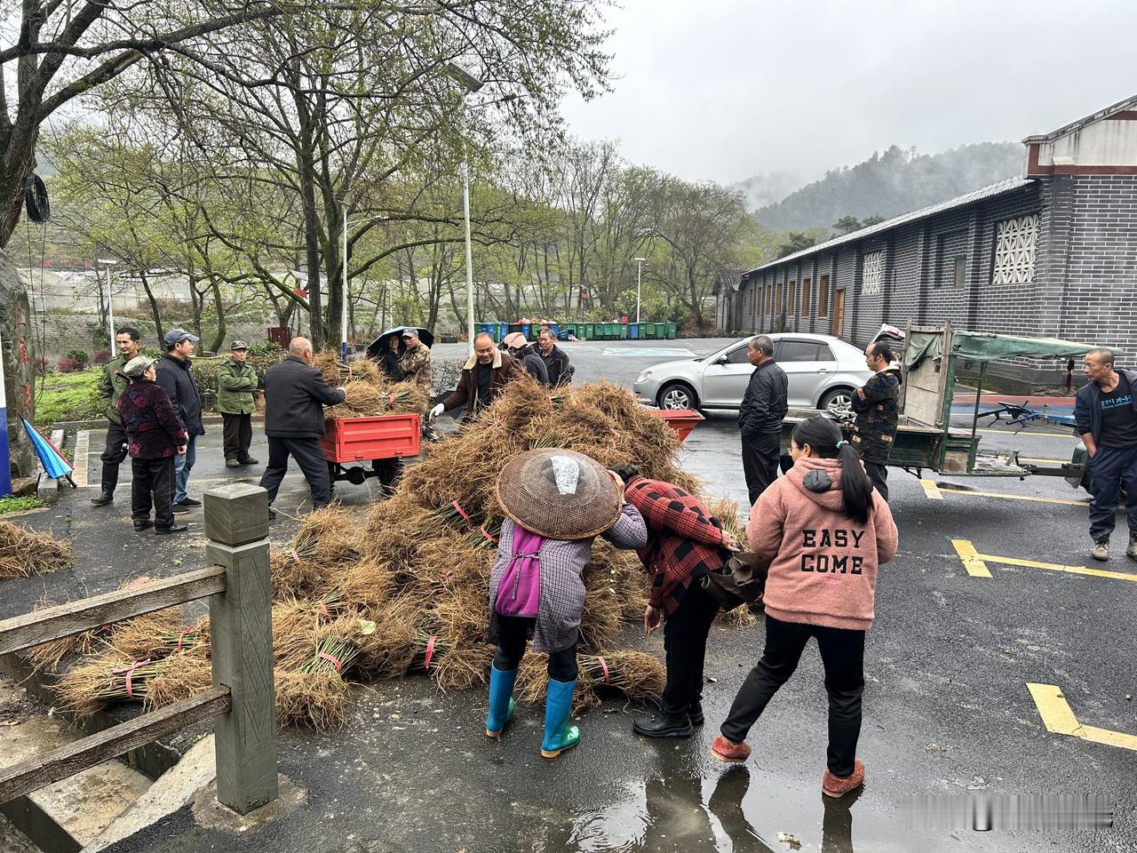 驻村日志：免费发放苗木的方式妥不妥
       今天陪县督导组核验中药材种植，