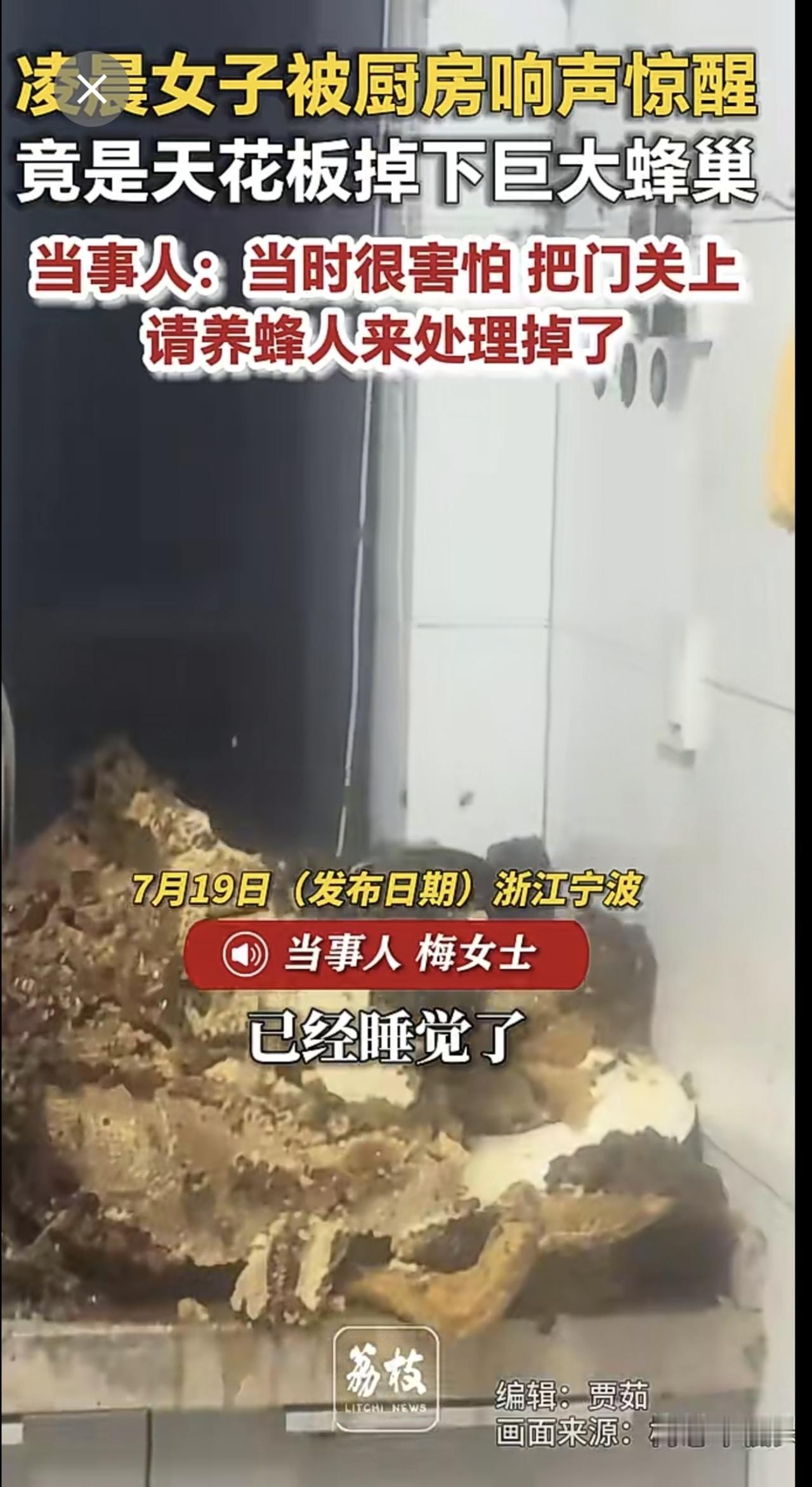 凌晨女子被厨房响声惊醒 
竟是天花板掉下巨大蜂巢
 当事人：当时很害怕 把门关上