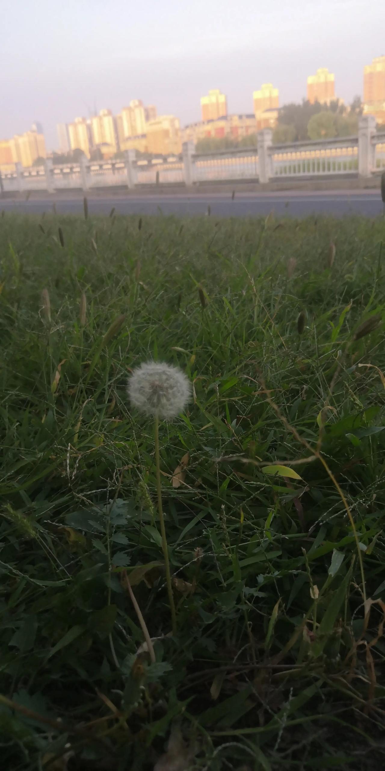 平凡是一种清淡得让自己陶醉的人生，生命即使没有轰轰烈烈也无后人之仰慕，却无不让人
