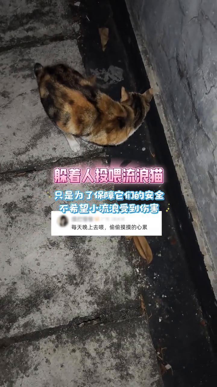 躲着人投喂流浪猫只是为了保障它们的安全，不希望小流浪受到伤害。每天晚上去喂，偷偷