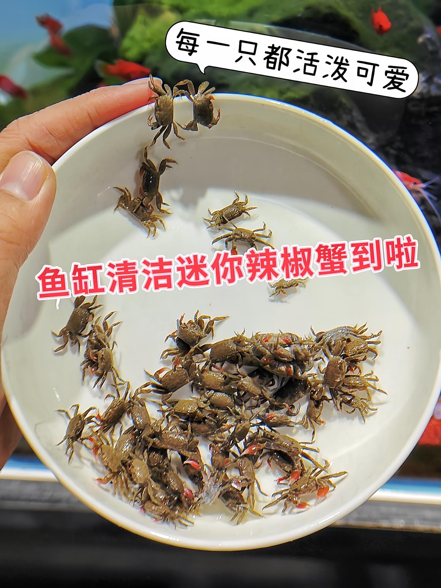 清洁水质：迷你辣椒蟹在水族箱中会摄食一些藻类、食物残渣及微生物等，能在...