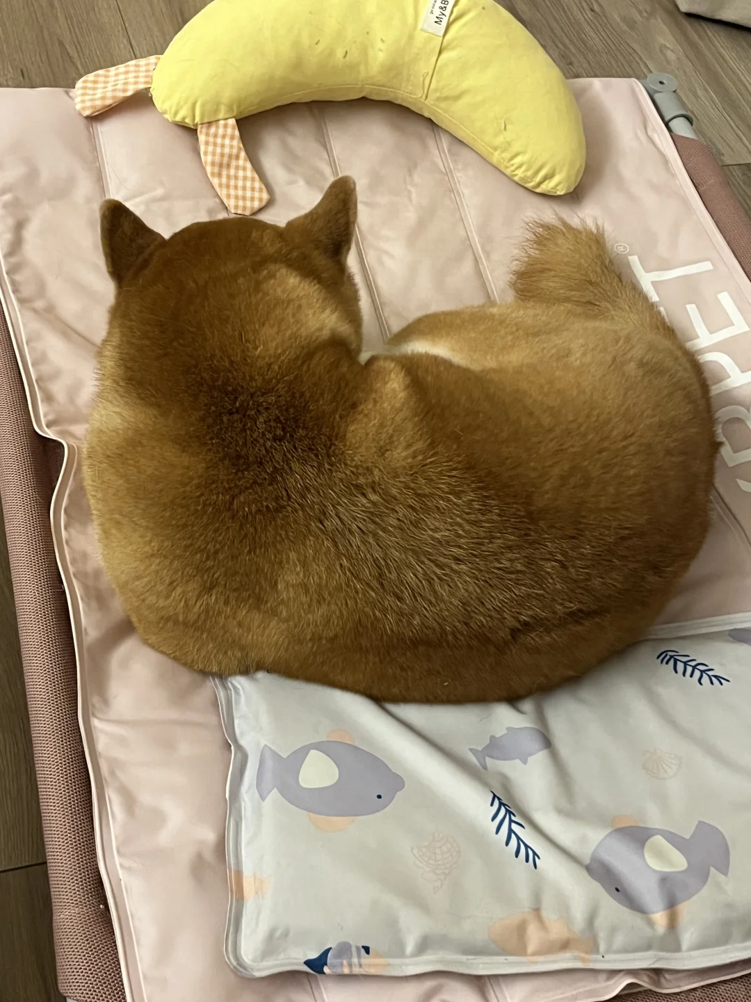 这是一个大牛角包🥐