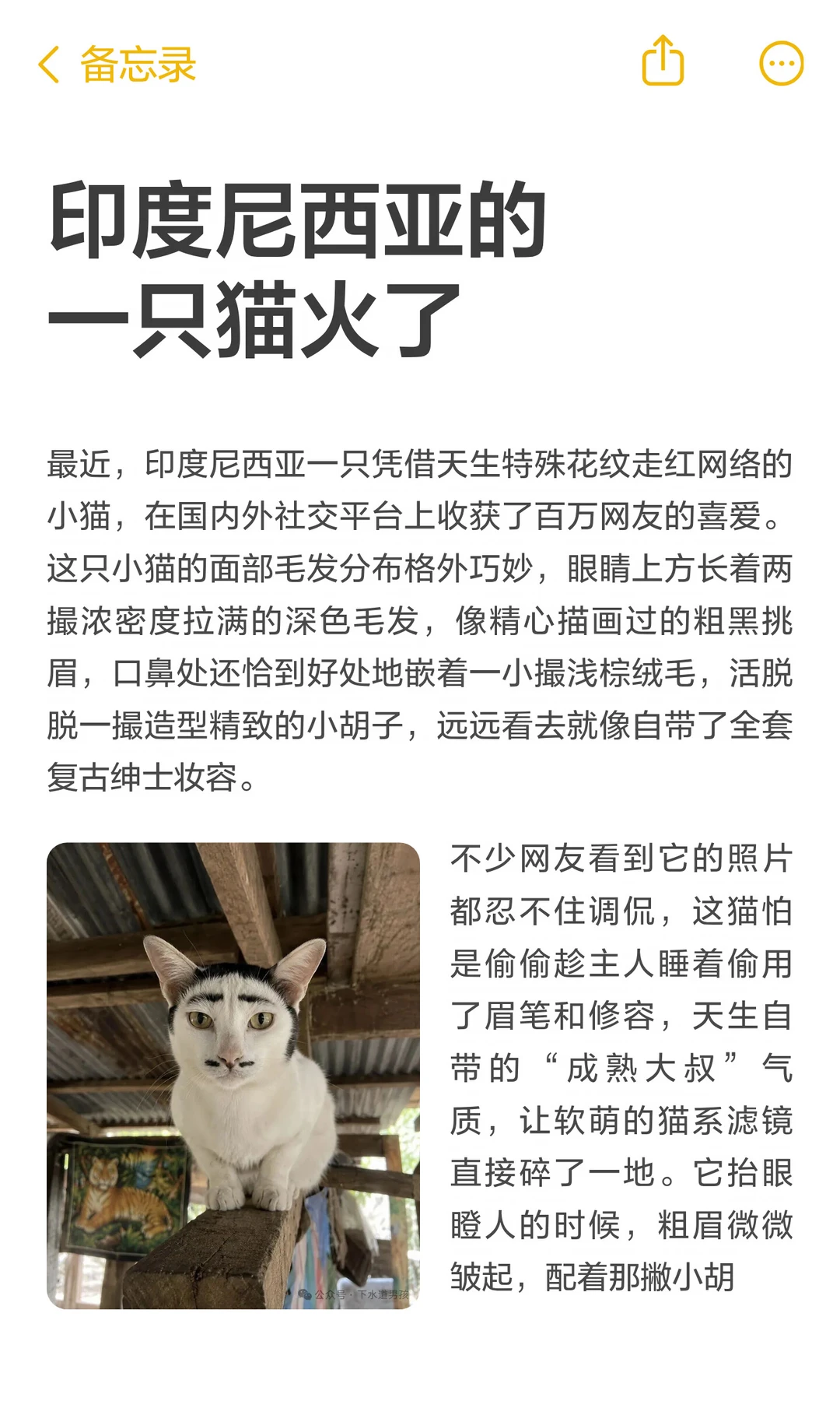 印度尼西亚的一只猫火了