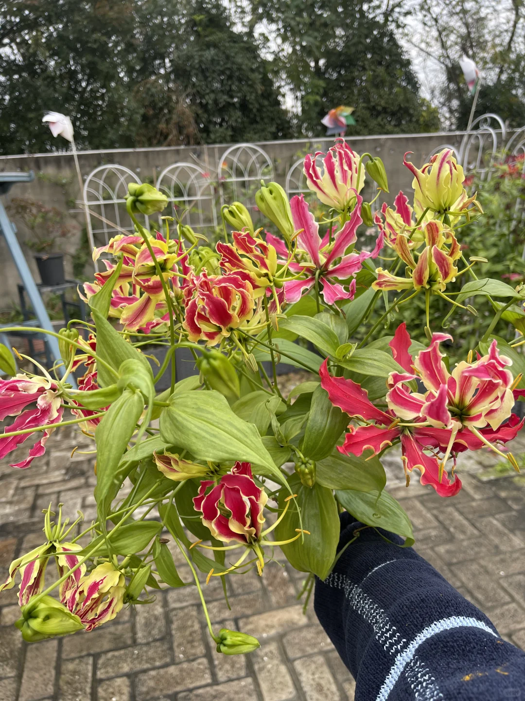 好想挖嘉兰的球，可他还在使劲开花