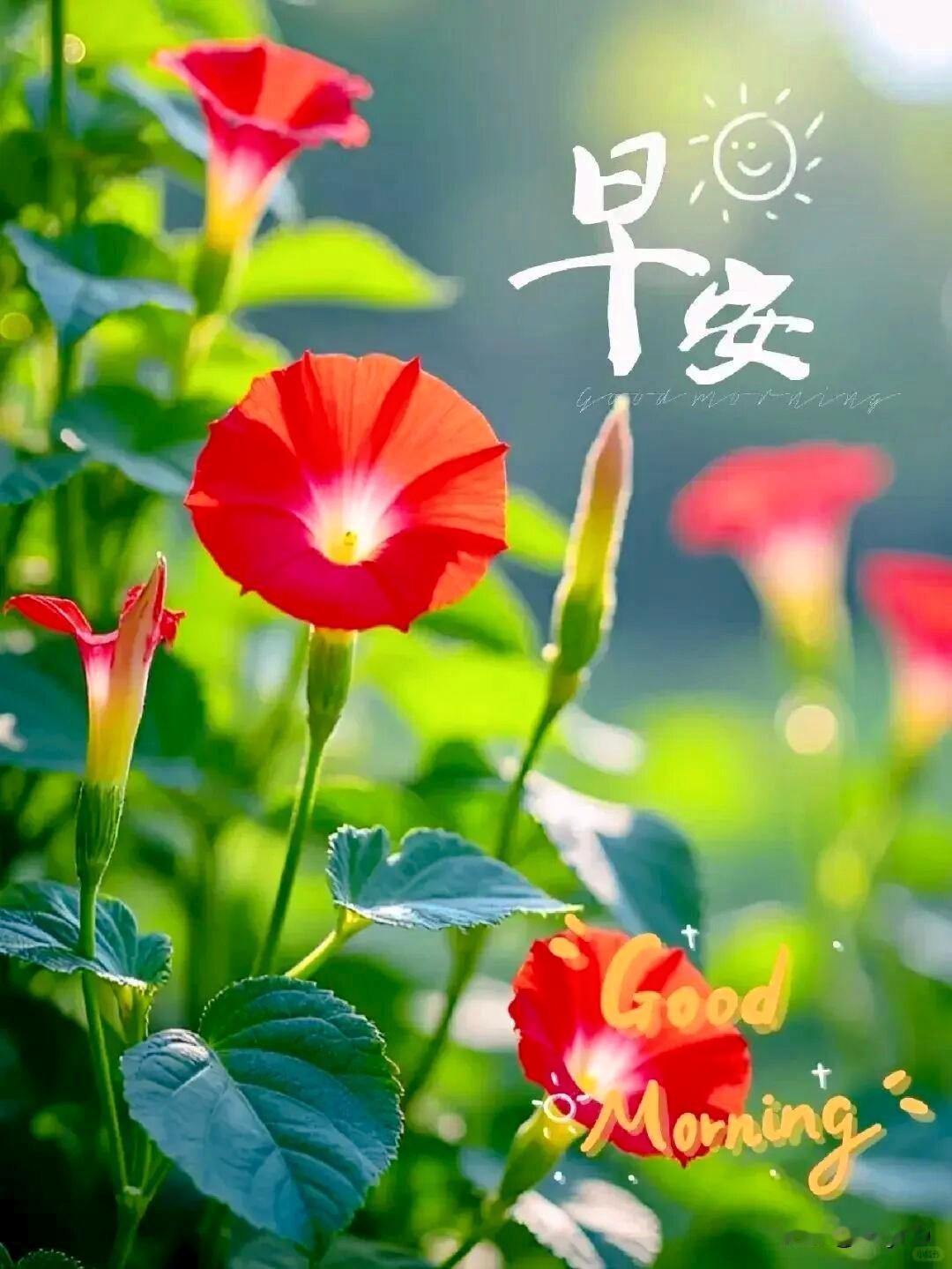 有缘不惧山海远，惦念不分咫尺间。晨起捎去温柔问候，愿快乐常伴，健康常随。

感恩