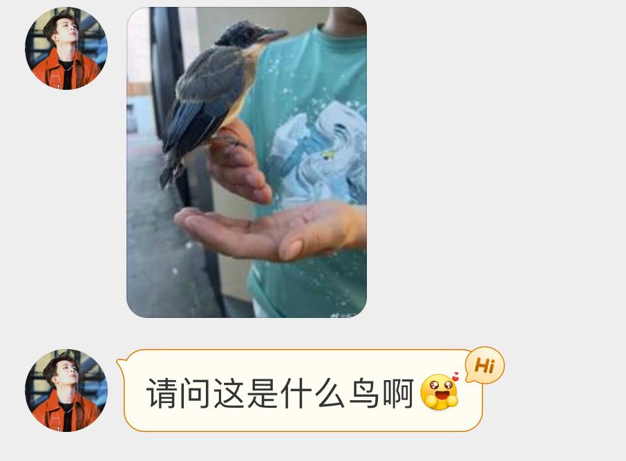 #鸟粉投稿# 捡到一只灰喜鹊宝宝孩子刚离巢，仍然需要父母照顾一段时间回捡到的地方