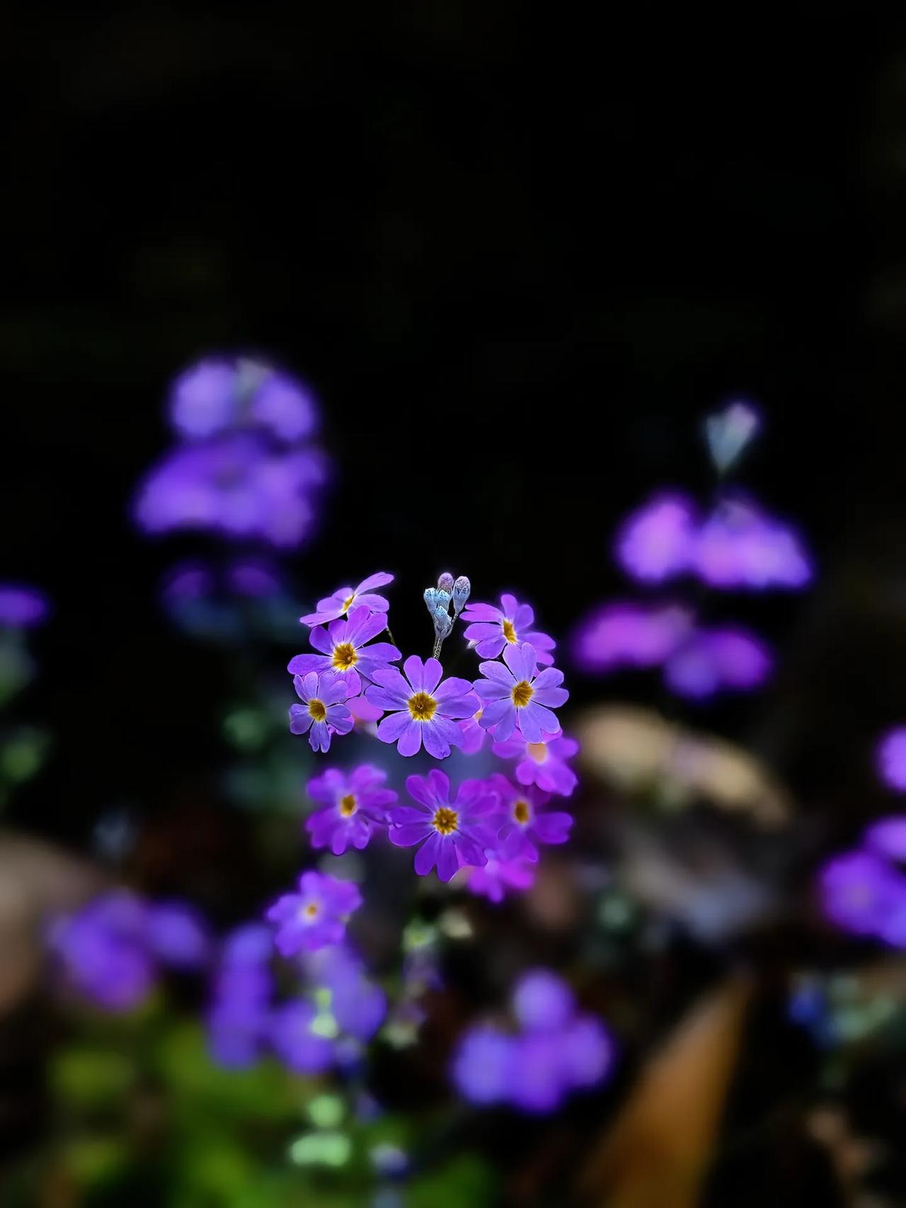 我们家隔壁有两个家庭，两家都有 4 个儿子。其中一家的父亲是一家企业的一把手，另