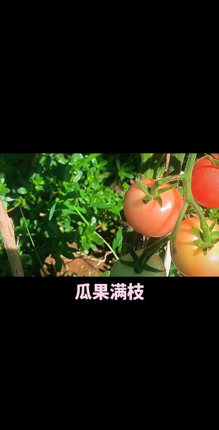 瓜果满枝，清晨微风拂过山川，轻轻地燃，每一步前行，带着希望走未知的路，勇敢去追求