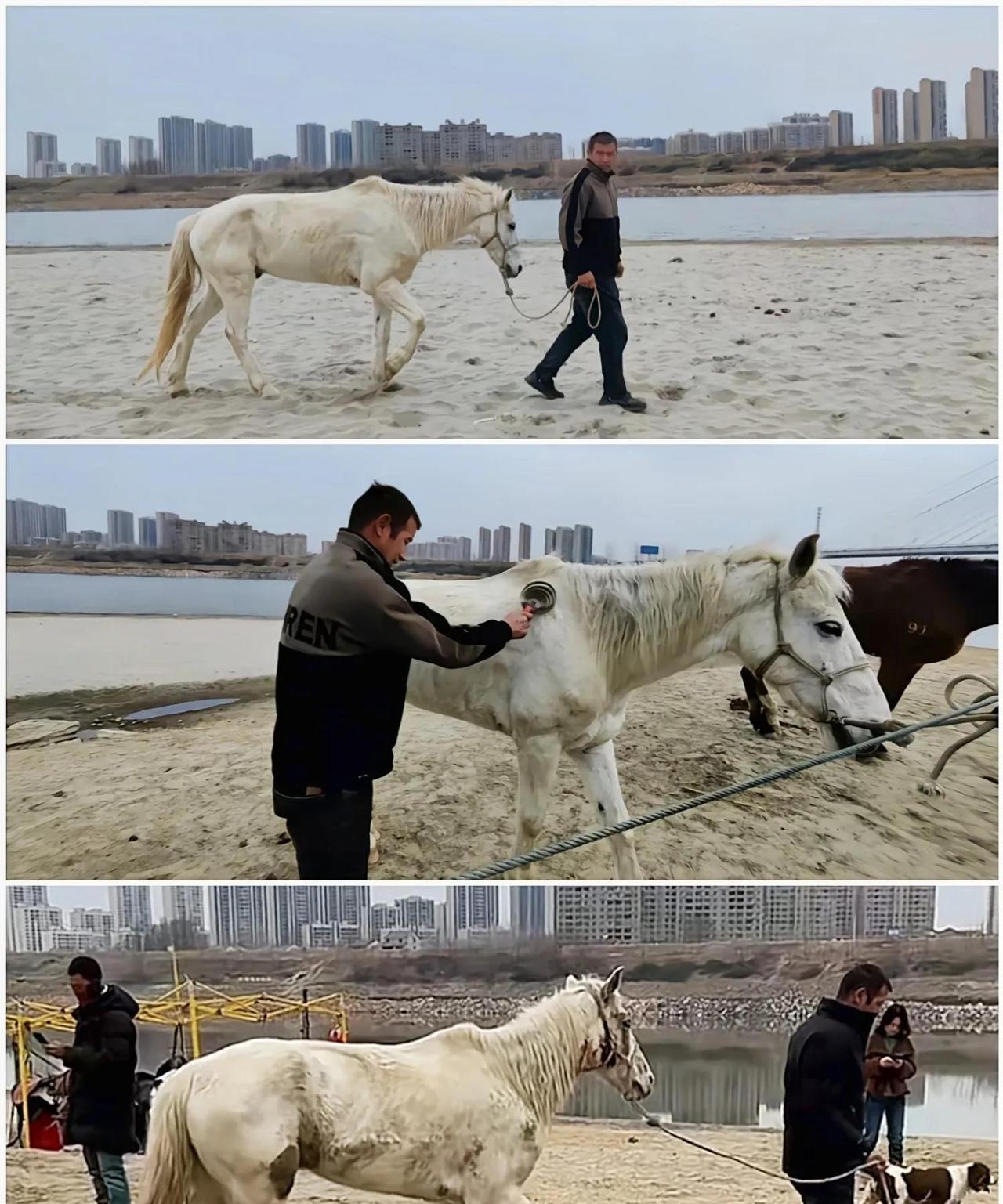 怪不得白龙马只认依立拜为主！

六岁白龙马，皮肤病，被抛弃。依立拜收留，一个月痊