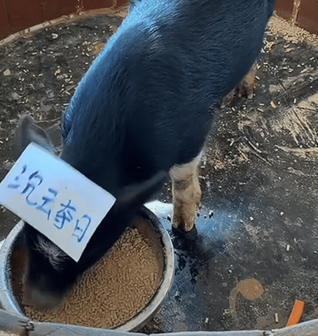 没抢到，跳了…… 