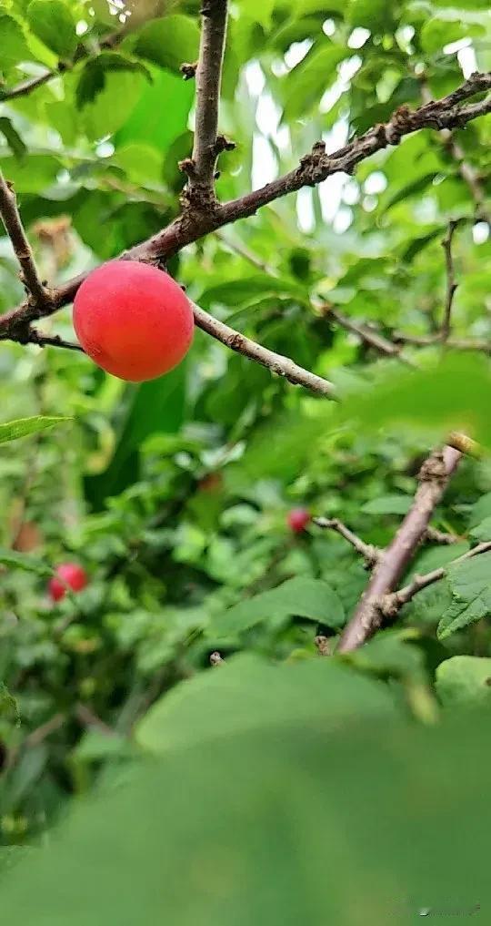 怎么样？这小菜种的？同事大姐在我们办公楼后面，开辟了一个小菜园，五垄地，安排的满