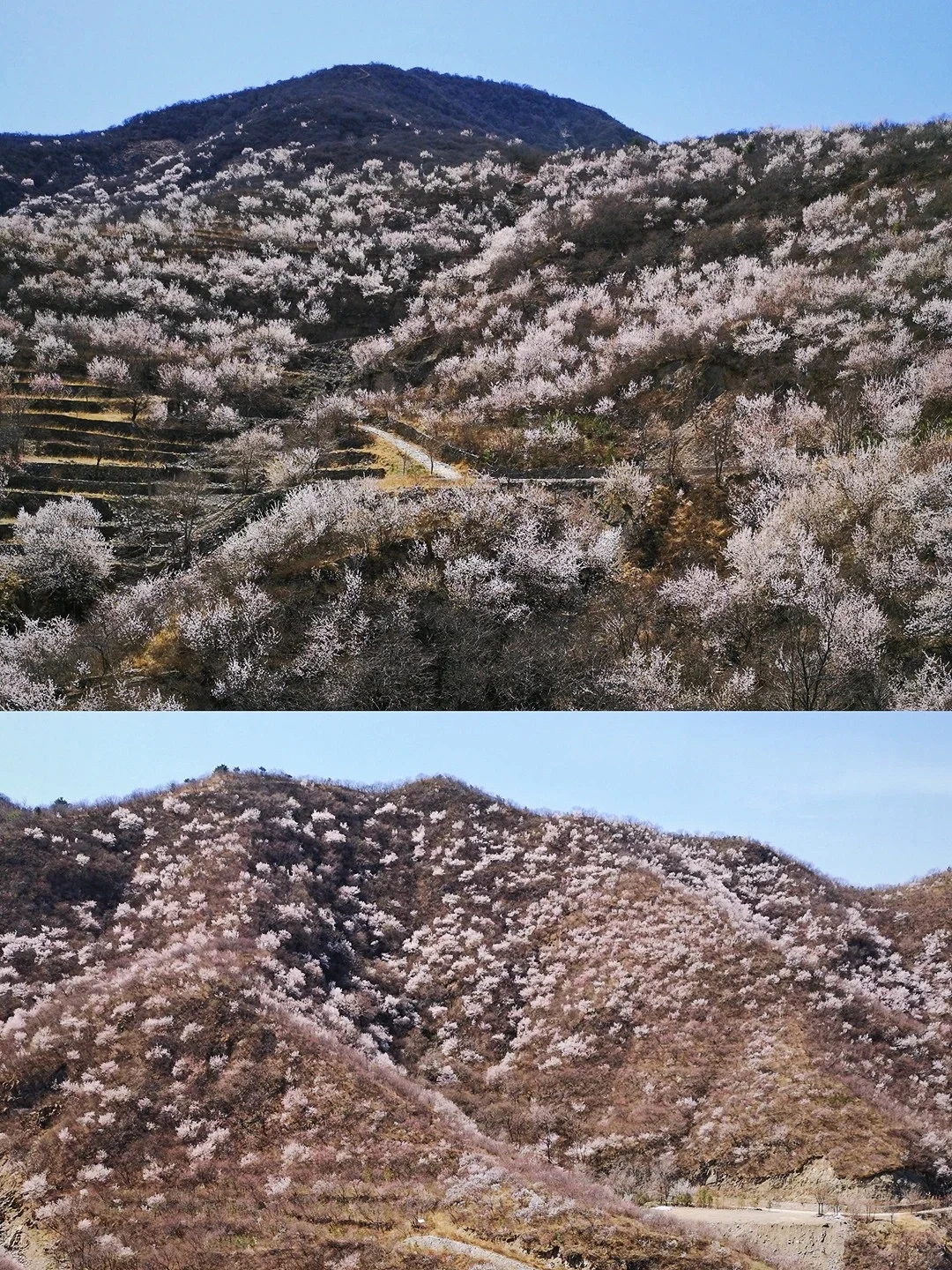 【石佛岭古道】再过一周，满山桃花就要凋零