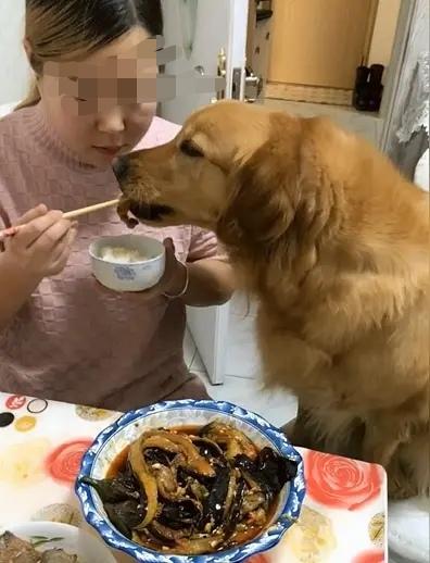 受西方文化渗透影响，一些养狗人已经发展到人与狗上桌同食的程度，这种现象的出现是人