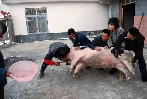 今天邻居家杀猪，快到吃饭的时候，开进院一辆小轿车。

下来两个亲戚，气宇不凡，穿