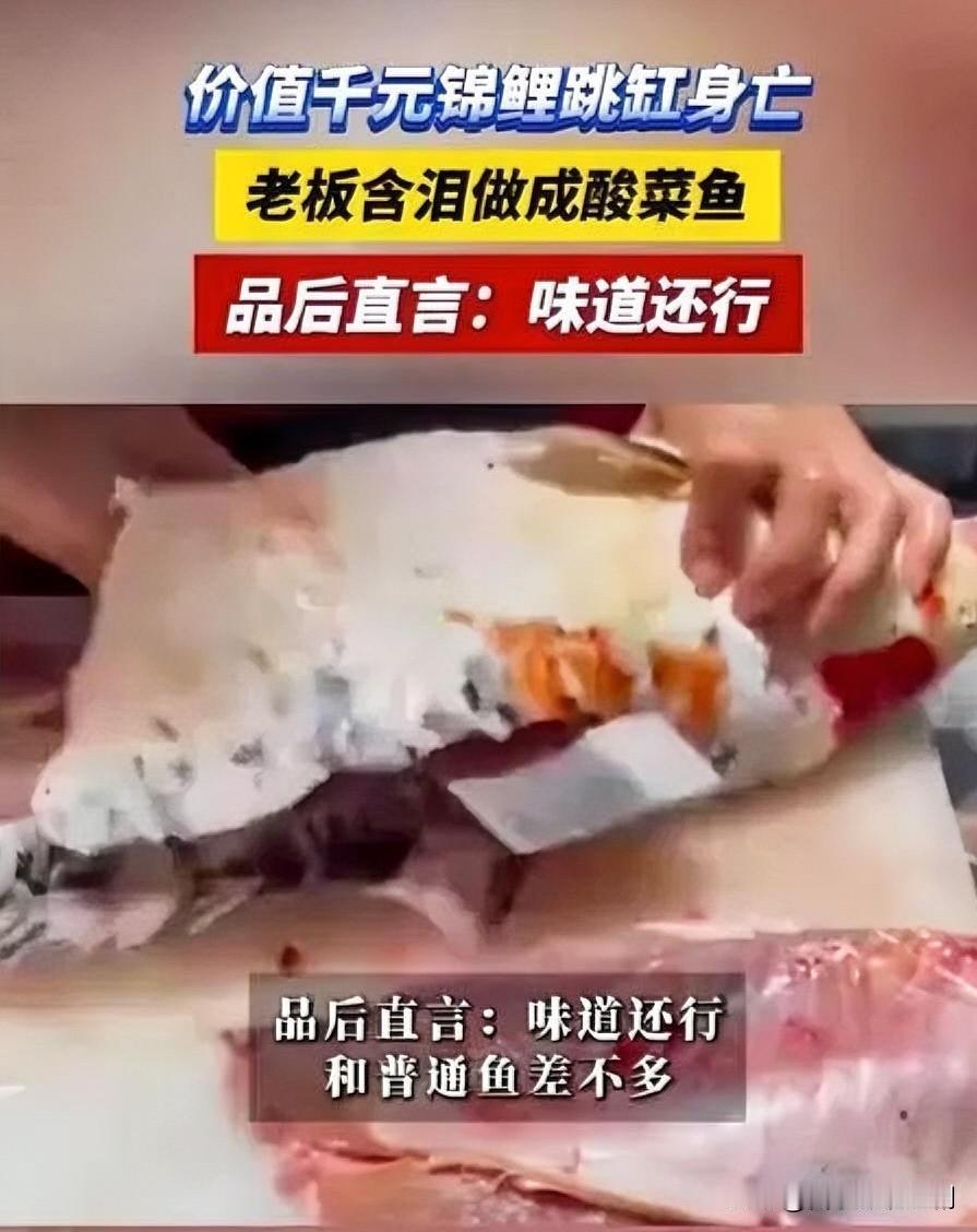 😱太扎心！价值千元的锦鲤竟跳缸身亡，老板心疼到“变形”！这条锦鲤是店里的“镇店
