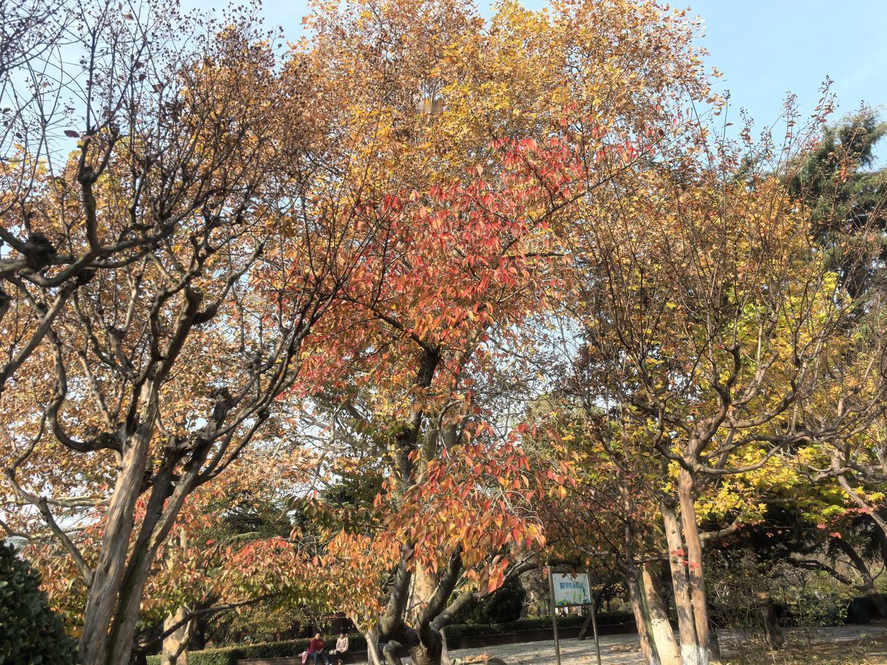 冬日生活打卡季初冬的八大关依然美的令人沉醉[玫瑰][玫瑰][玫瑰]