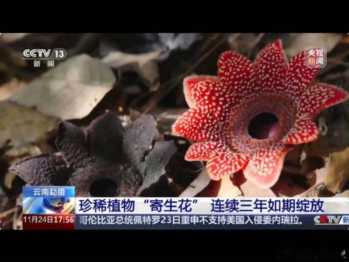 云南雨林又藏不住“宝藏植物”了！普洱景迈山、西双版纳勐腊的原始林区里，猩红色的寄