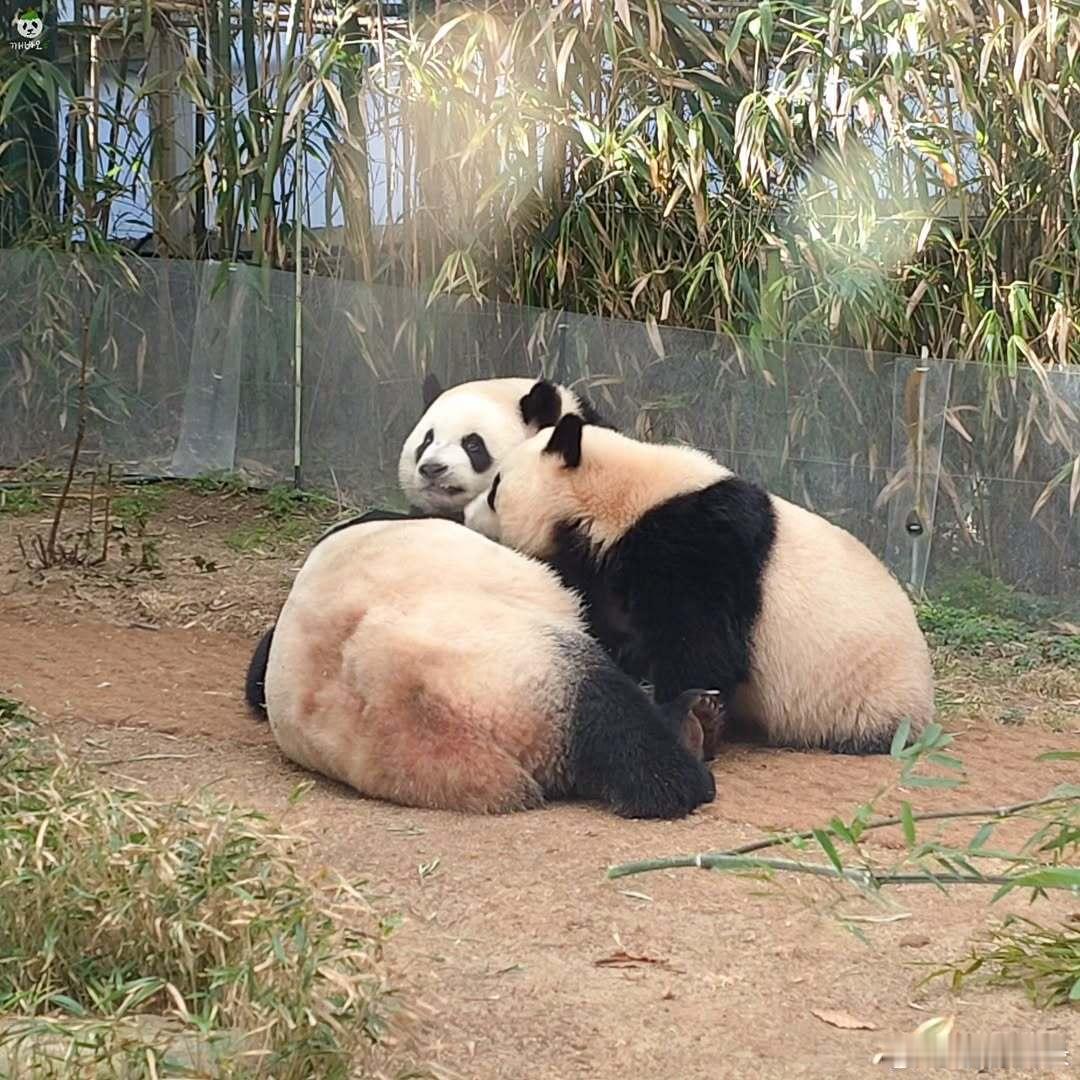 没抢上奶生气了哈哈！睿真的是表情最丰富的一岁半小熊之一了吧！ 睿：胖子你喝起来没