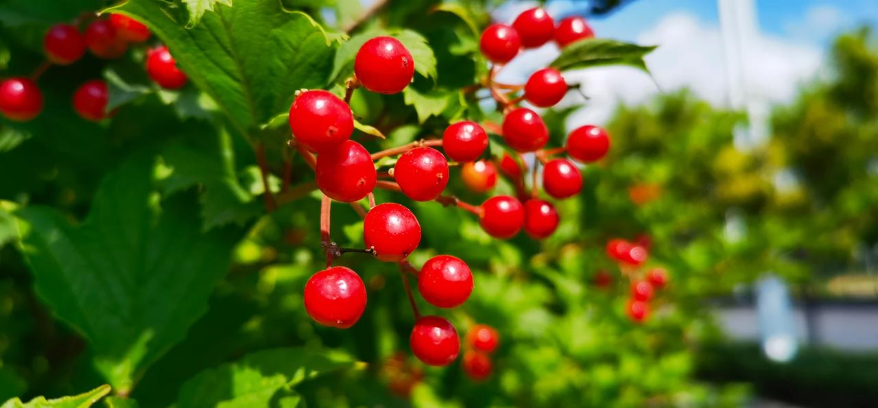 茱萸，本地原本没有这植物。现在道路两边及公园有引进了许多叫不上名字的绿化植物。随
