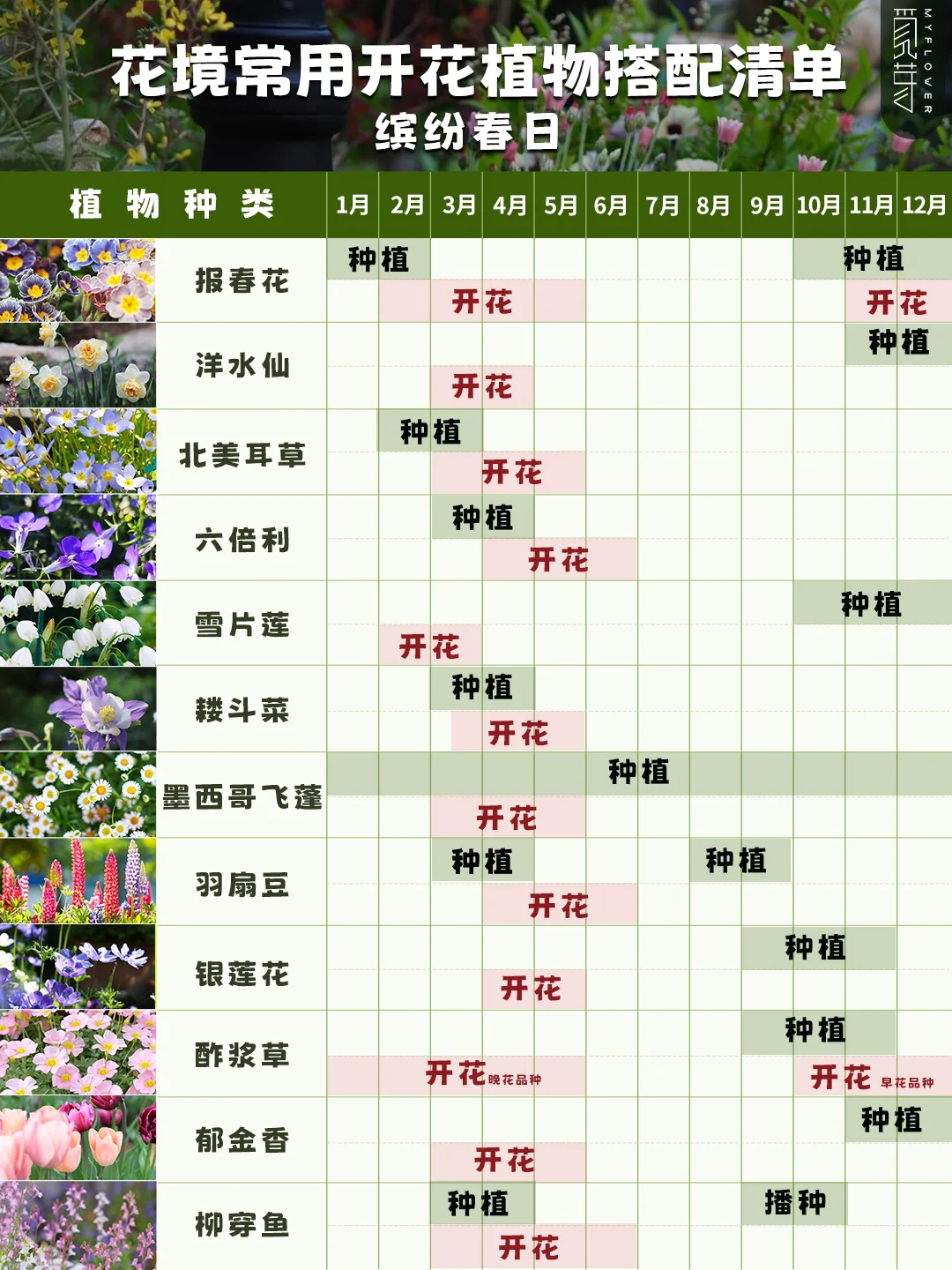 赶快收藏❗花园花境常用开花植物种植时间表