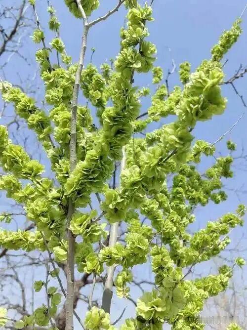 春意盎然，嫩绿新芽，生机勃勃！🌿🌱