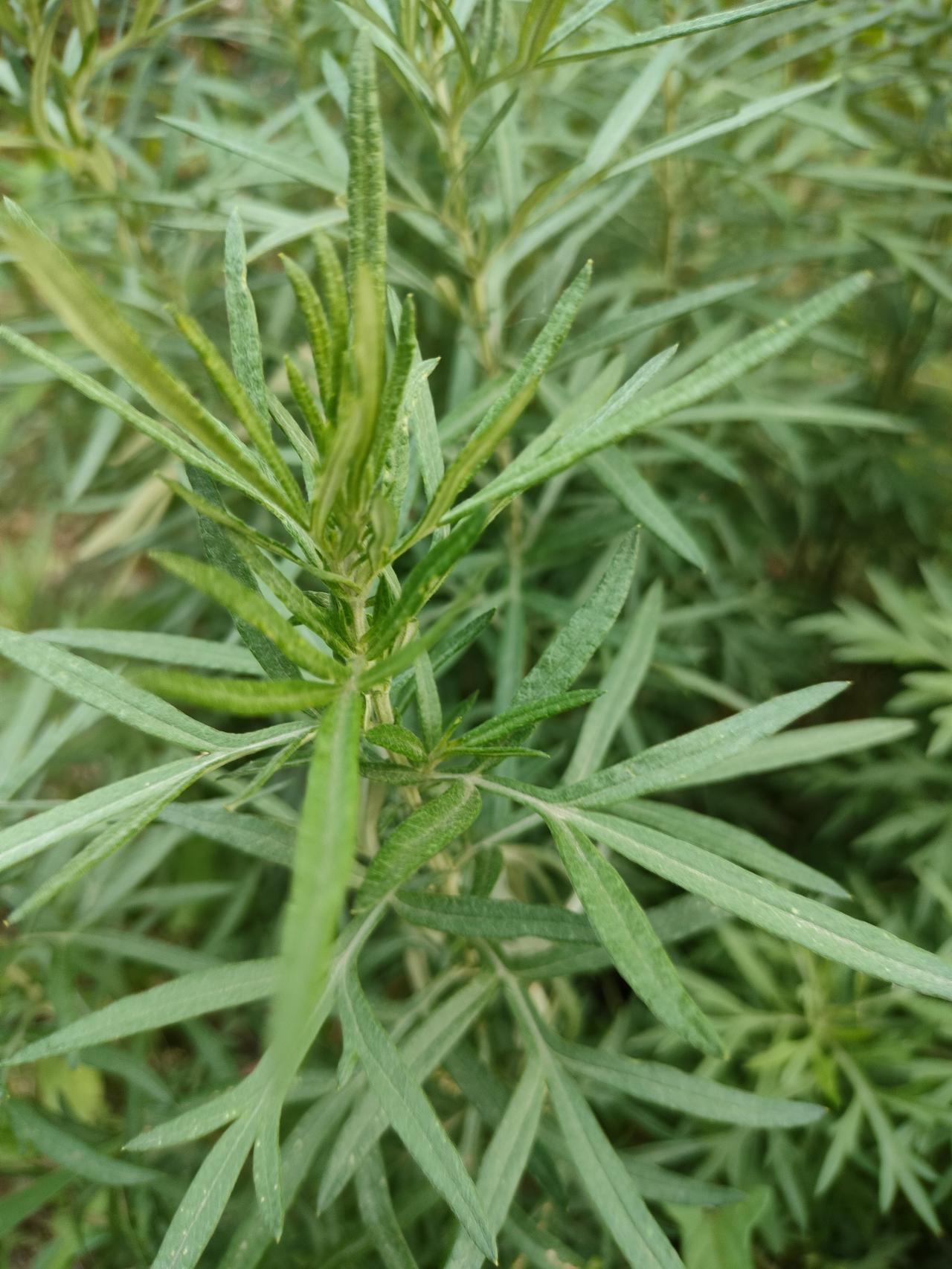 昨天傍晚，和老公出去遛弯，我发现路旁还有艾蒿，但老公却说，这根本不是，叶太小，分