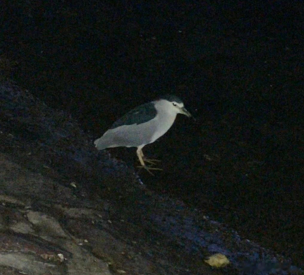 鸟粉投稿  河边捕鱼的夜鹭别的鸟🐦都找地方睡觉了而它的夜生活才刚刚开始！ 