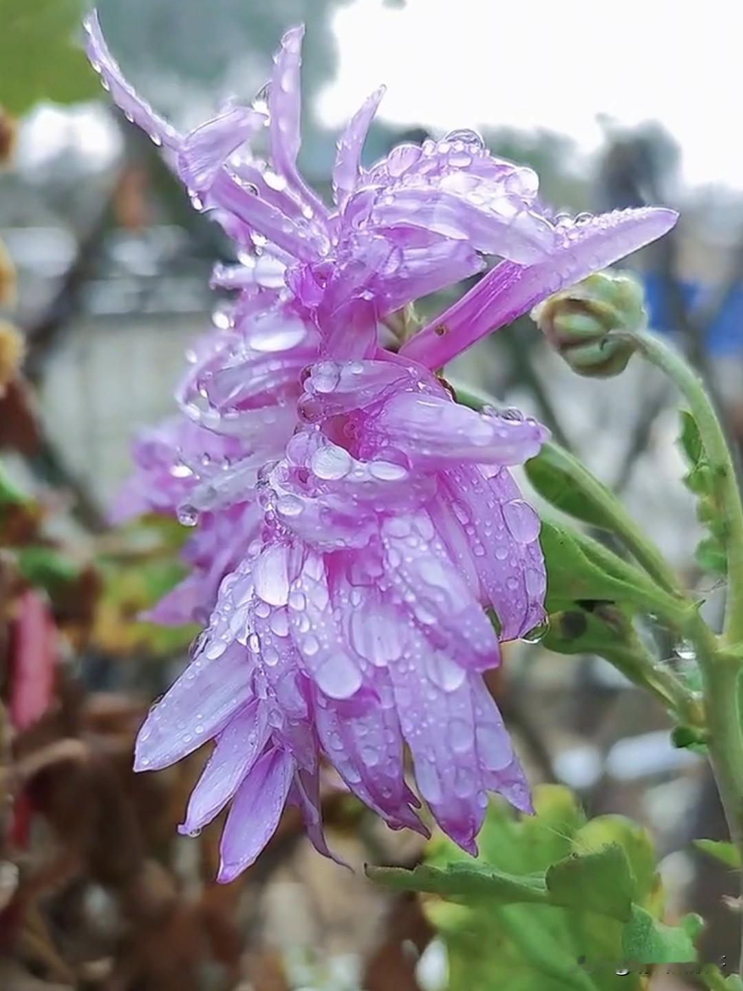 发一张你相册里的紫色的花跟我PK！