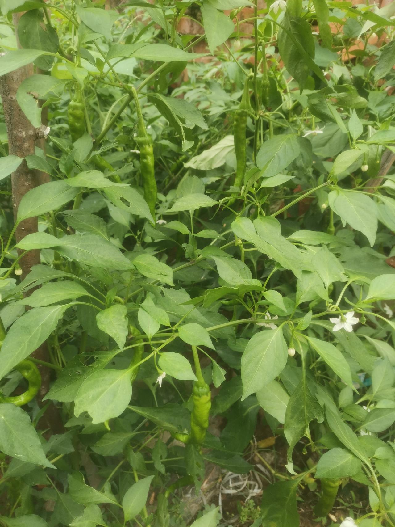 这段时间时常下雨，温度上升。辣椒长得太快了。

我家辣椒已经开始结第三批了。
