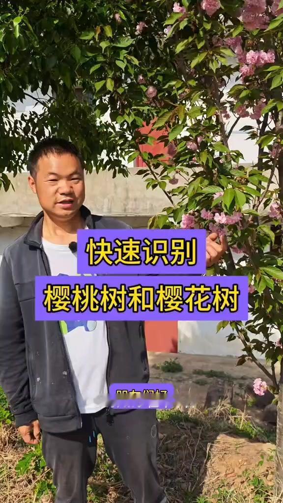 💡樱花樱桃区别大揭秘：一文理清！1️⃣花瓣：樱花是复瓣多层，樱桃则是单星（此处