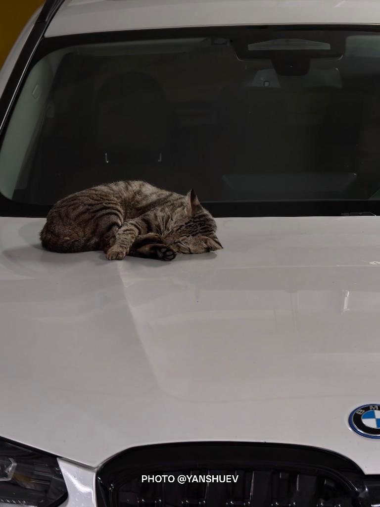 论一张好床垫的重要性猫咪宝马