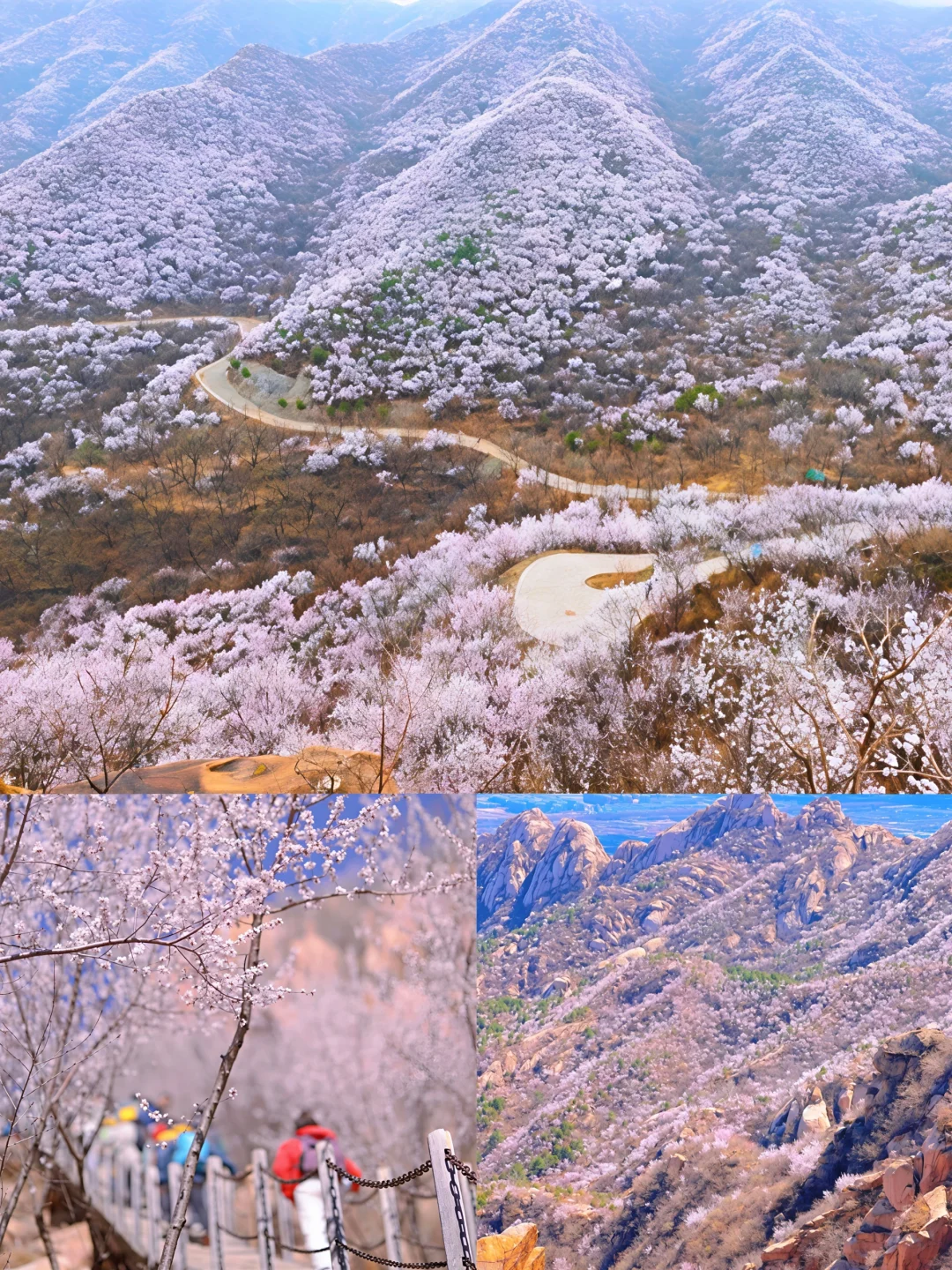 凤凰岭🌸杏春花海徒步攻略