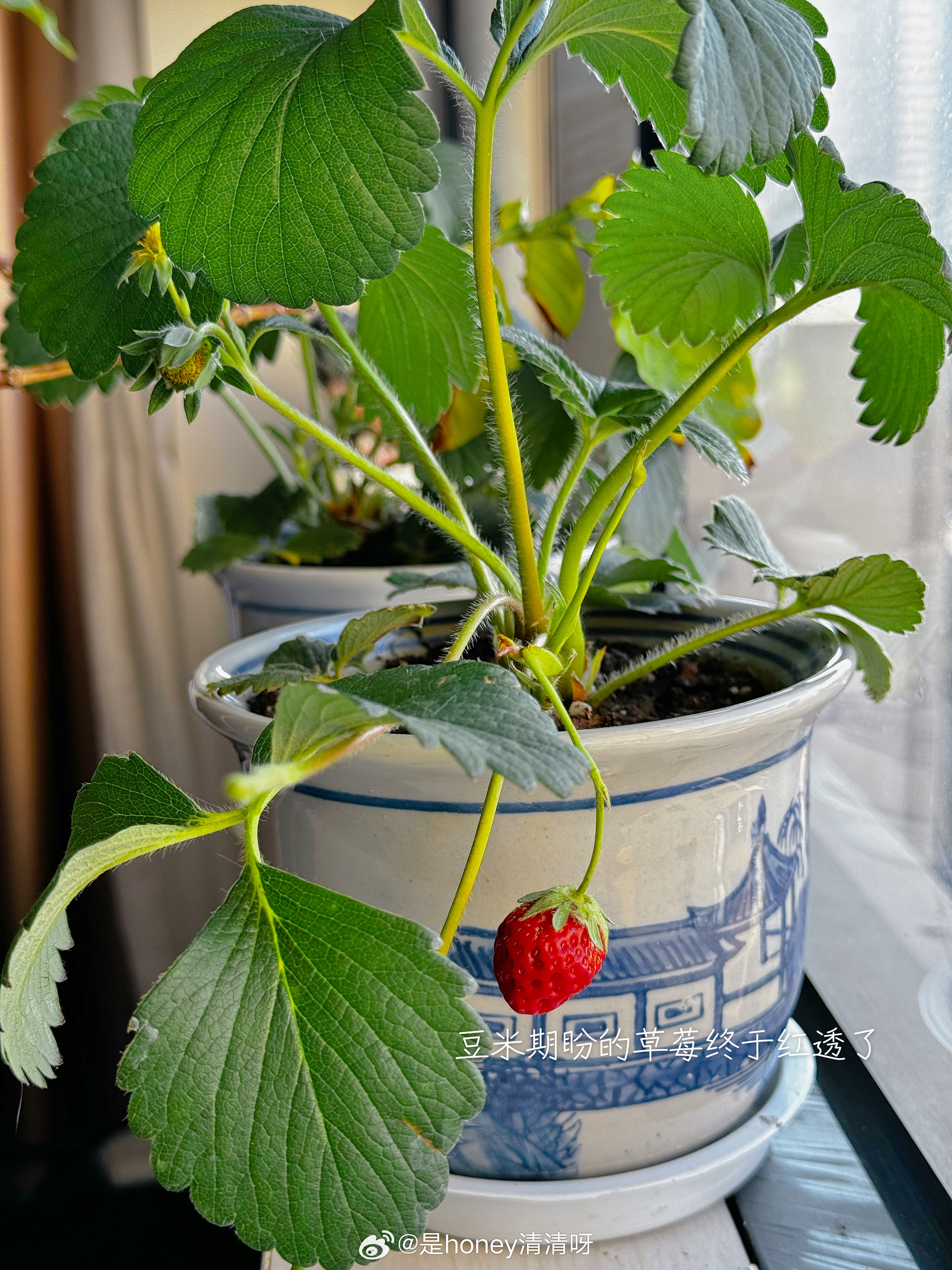 突发奇想的茉莉抹茶吐司🍃睡前揉好面一发整理好冰箱冷藏二发今早睡醒直接烤～简直太