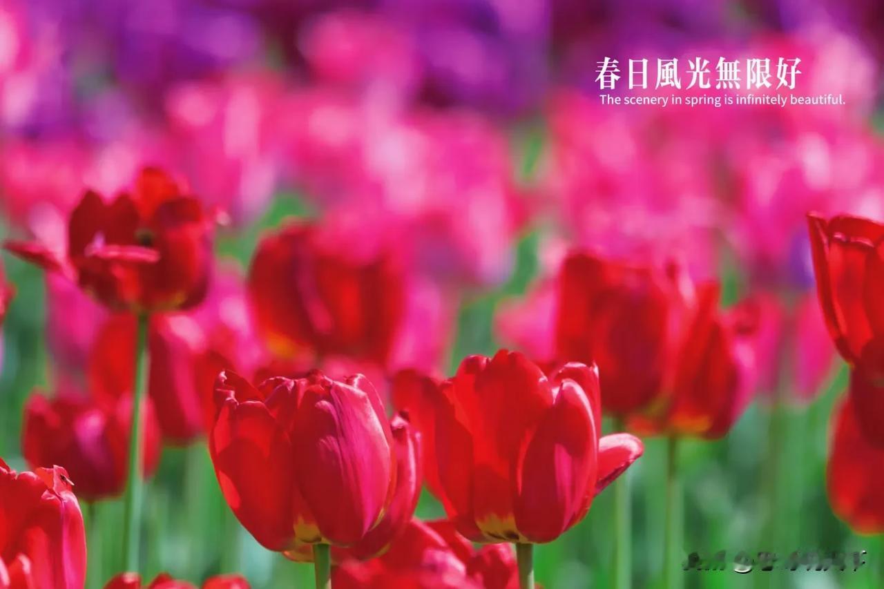 【北陵郁金，春日诗章】沈阳北陵公园，迎来了郁金香盛放的绝美时刻。
 
步入园中，
