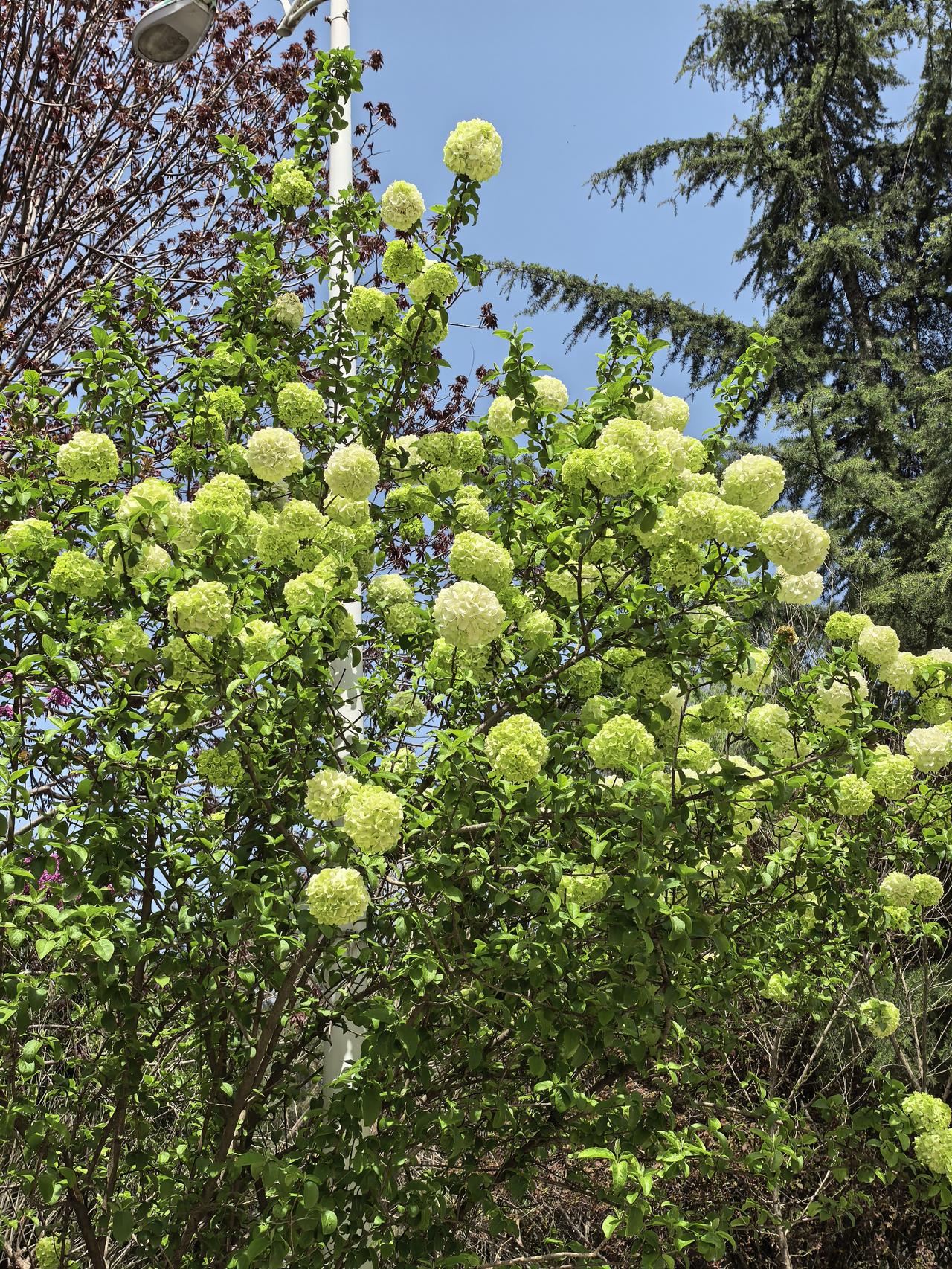 中际旭创A股本周走势分析及展望

一、本周走势回顾

2026年4月7日至10日