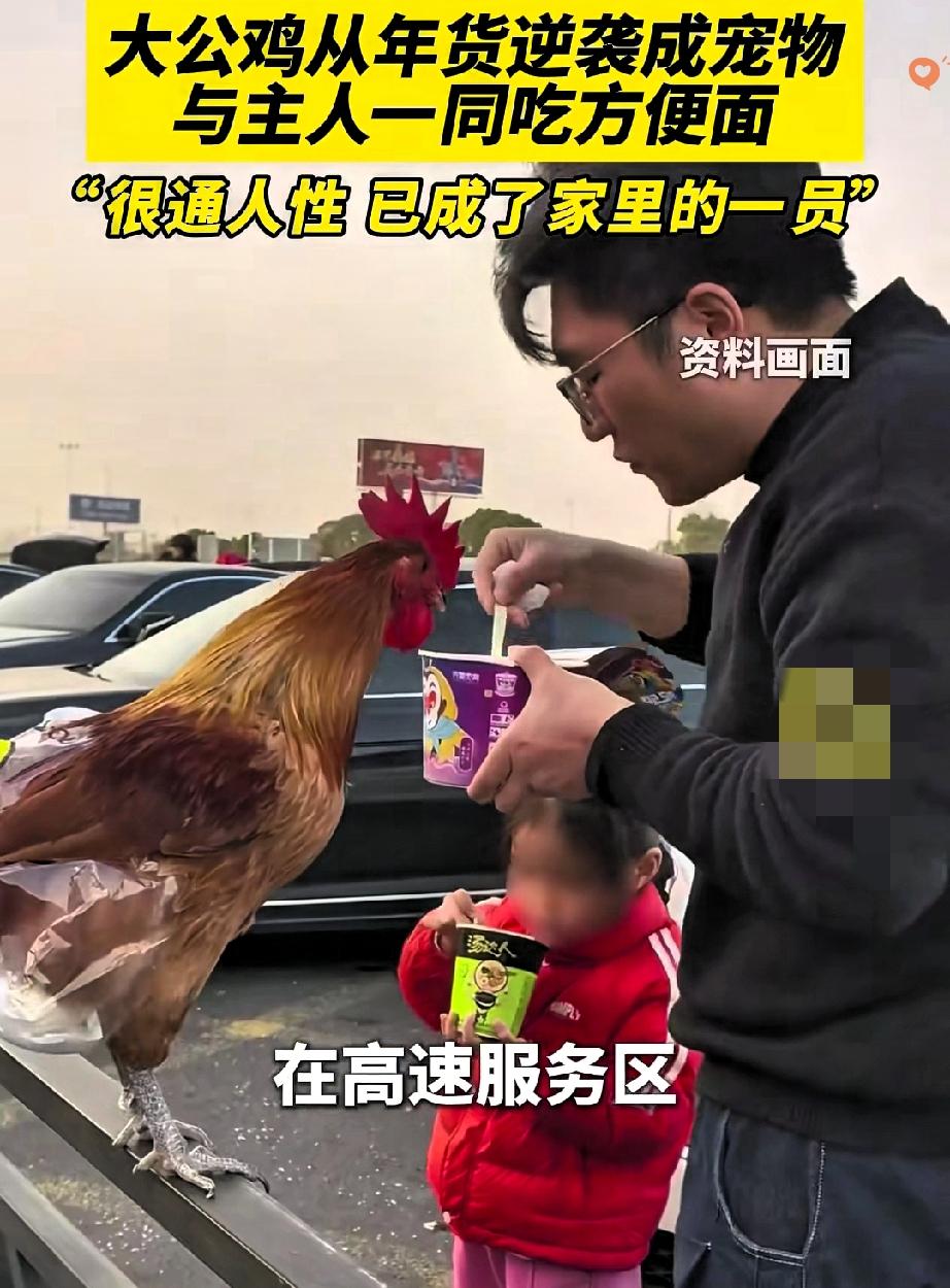 被一只公鸡的逆袭狠狠惊艳到！
原来懂事，真的能改变命运。
 
安徽滁州这只公鸡，