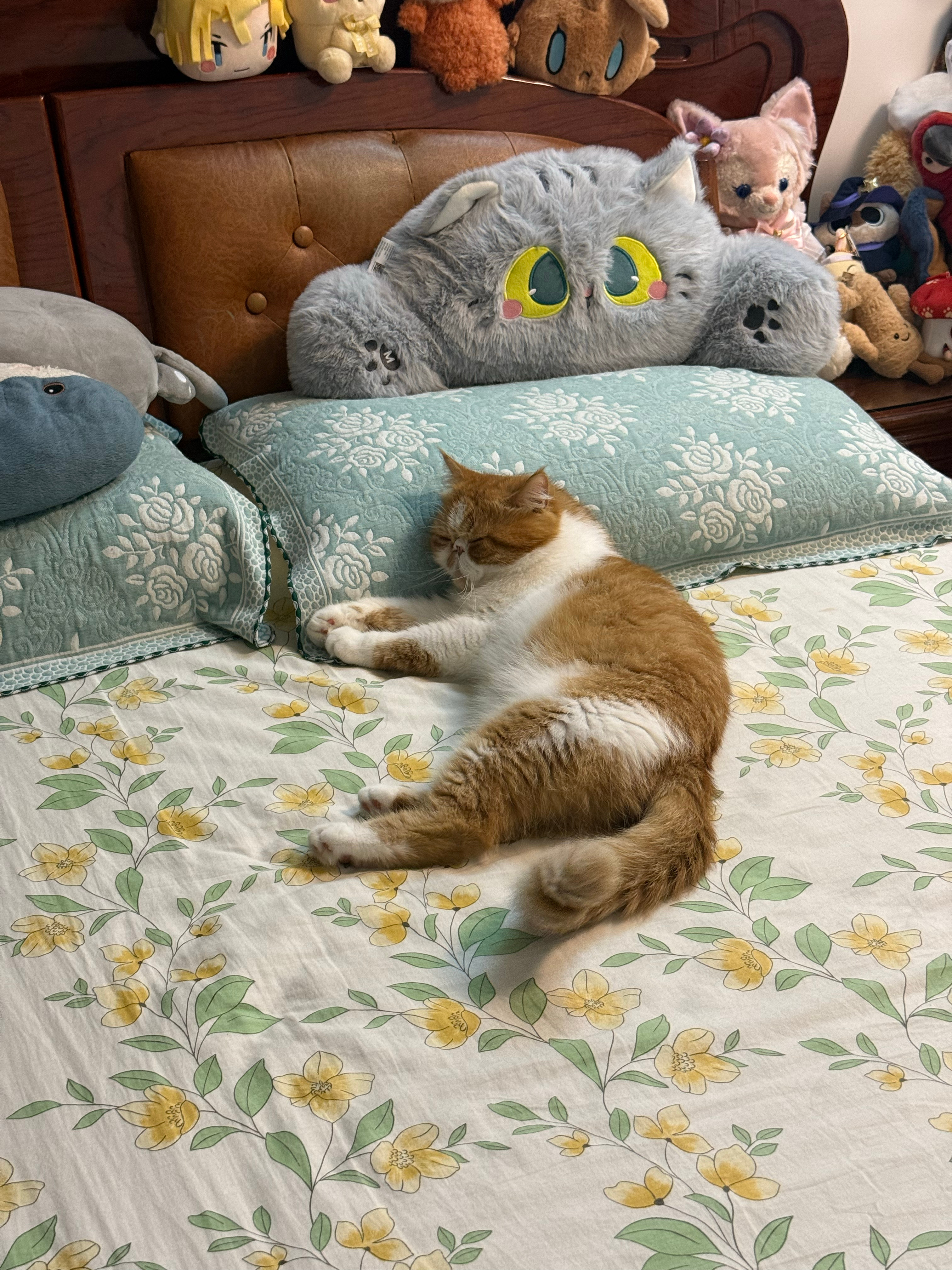 猫在我的床上享受的时间比我多多了。 