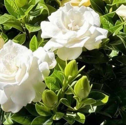 900栀子花的种植方法一、土壤选择土壤要求：栀子花喜欢疏松肥沃、排水良好且呈微酸